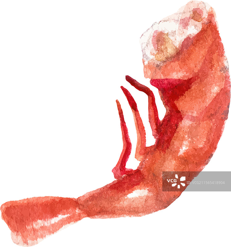 手绘水彩虾新鲜美味图片素材