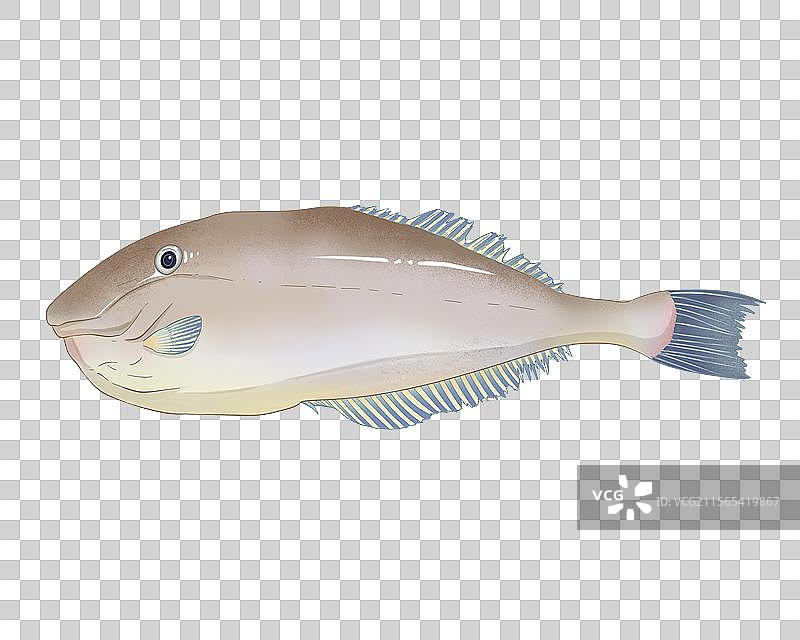 马面鱼手绘插画图片素材