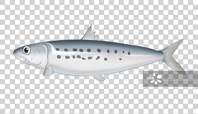 沙丁鱼手绘插画图片素材