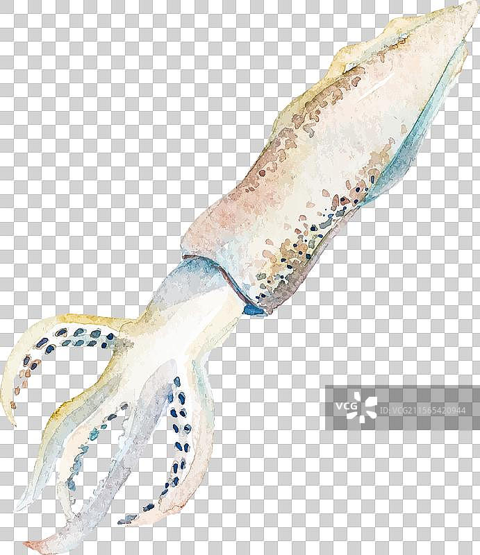 水彩画的手绘鱿鱼新鲜海鲜图片素材