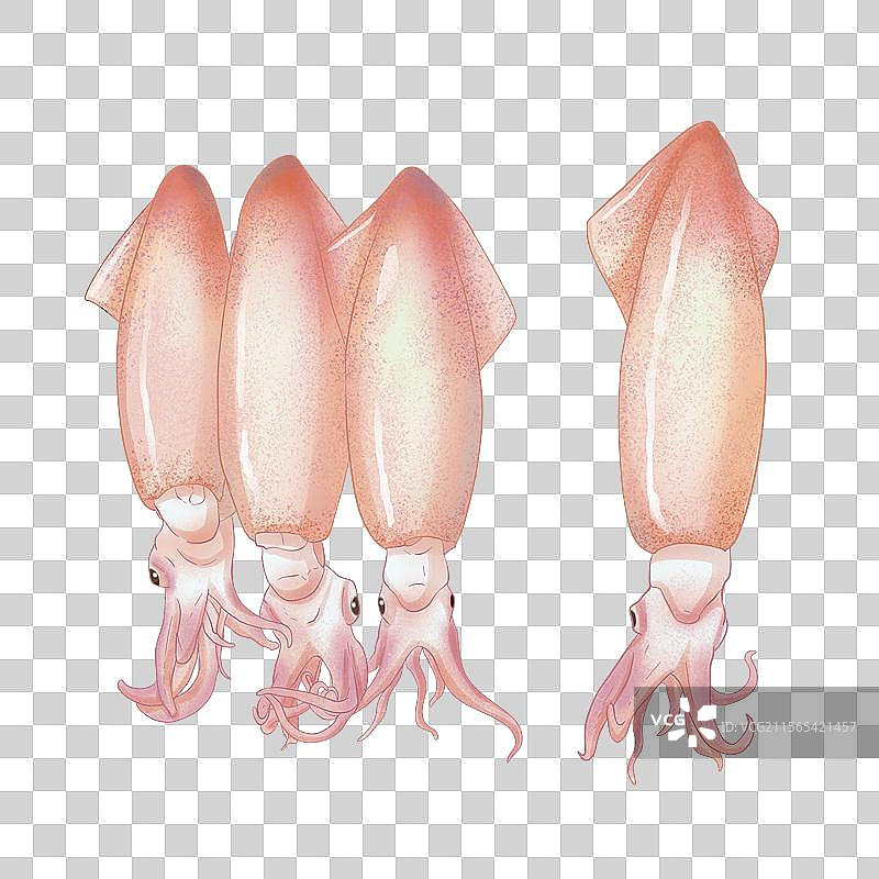 笔管鱼插画图片素材