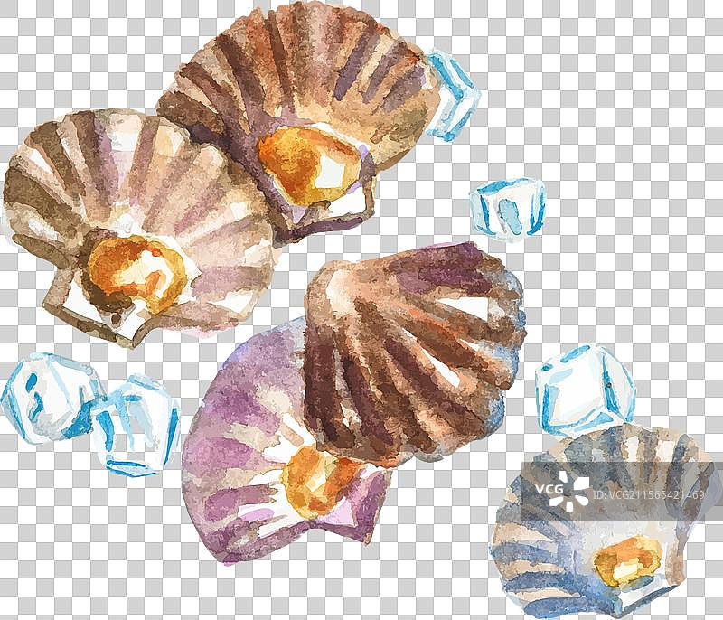 手绘水彩扇贝新鲜美味图片素材