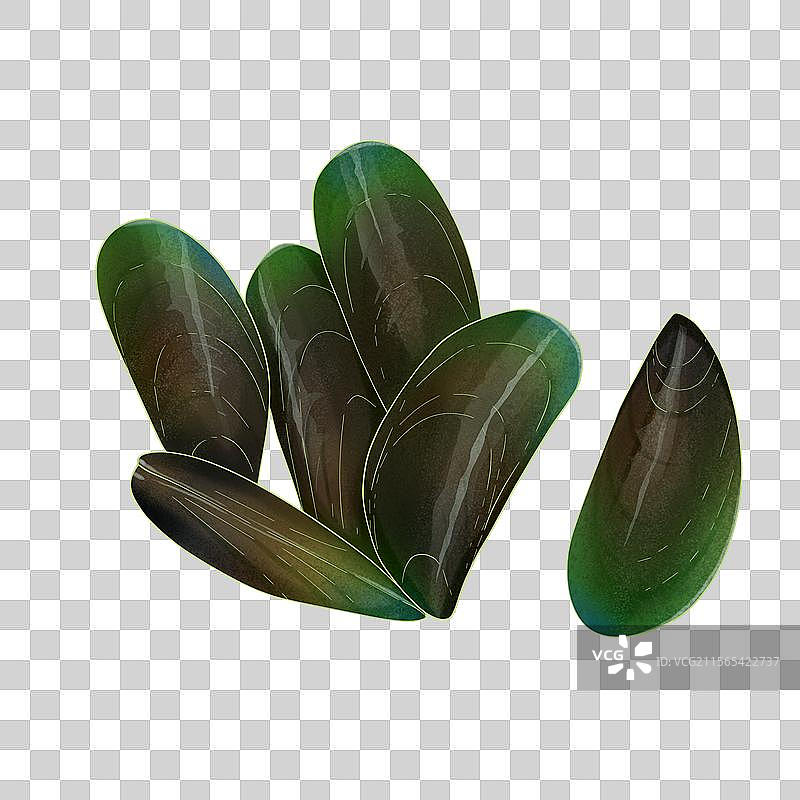 青口贝手绘插画图片素材