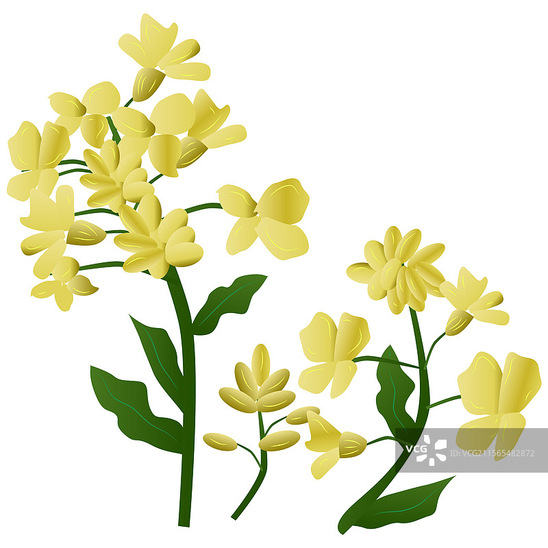 油菜花的绘画和图片素材