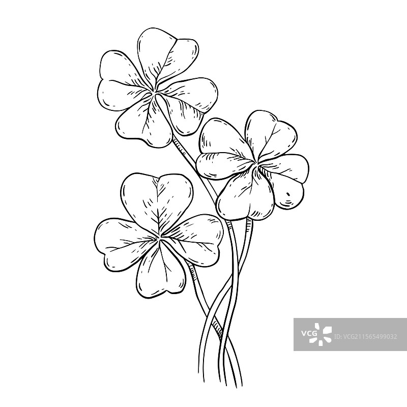 手绘的三叶草，圣帕特里克节主题图片素材