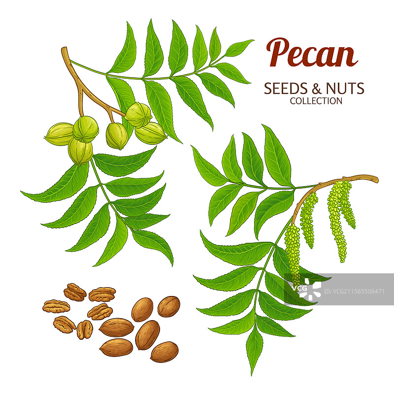 详细的胡桃树枝彩色图案图片素材