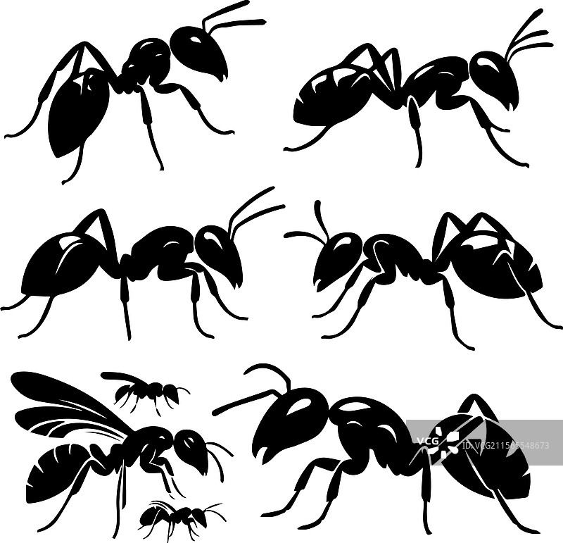 风格化的黑蚂蚁图案和剪影图片素材