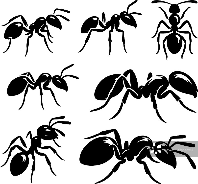 风格化的黑蚂蚁图案和剪影图片素材