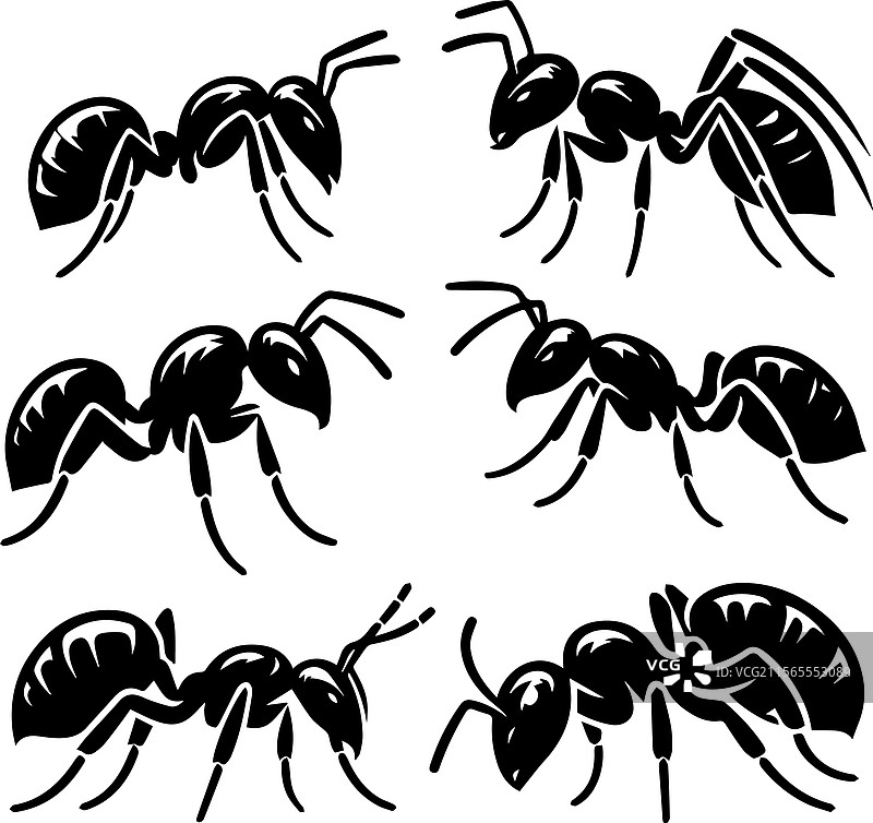 风格化的黑蚂蚁图案和剪影图片素材