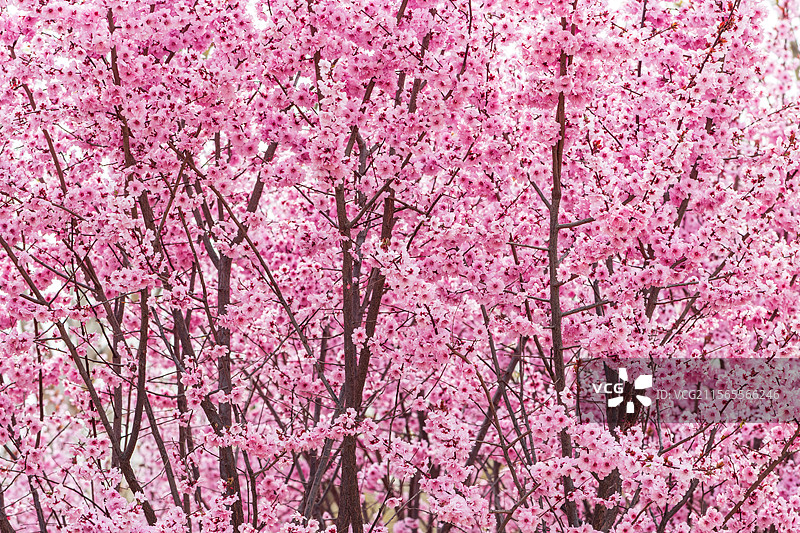 春天烂漫绽放的樱花背景图片素材