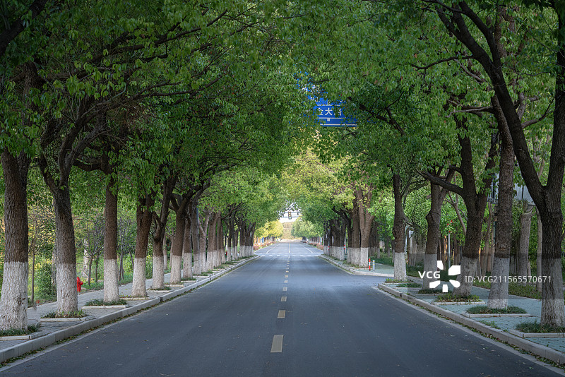 树林中的公路图片素材