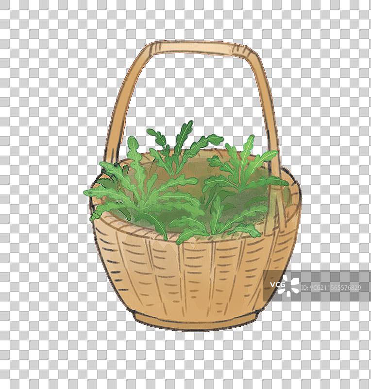 一篮荠菜插图图片素材