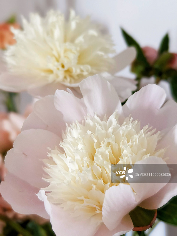 芍药，图片素材