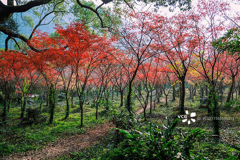 宁波北仑九峰山图片素材