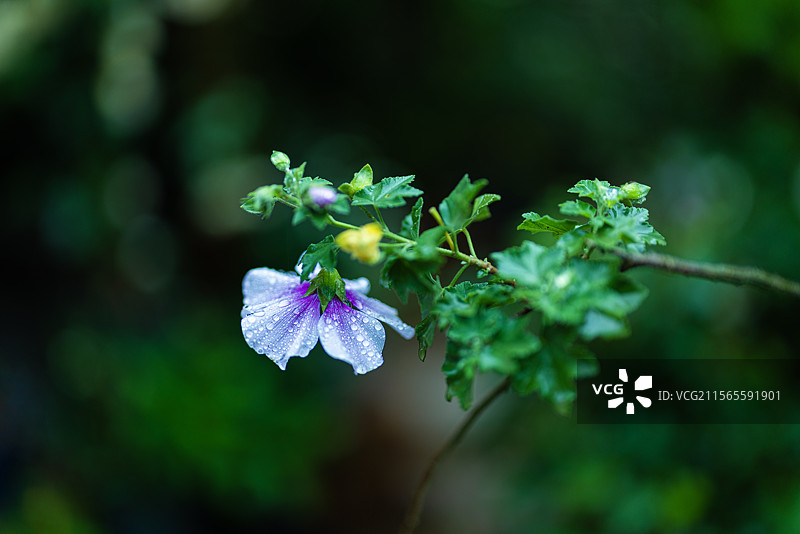 树锦葵 Treemallow图片素材