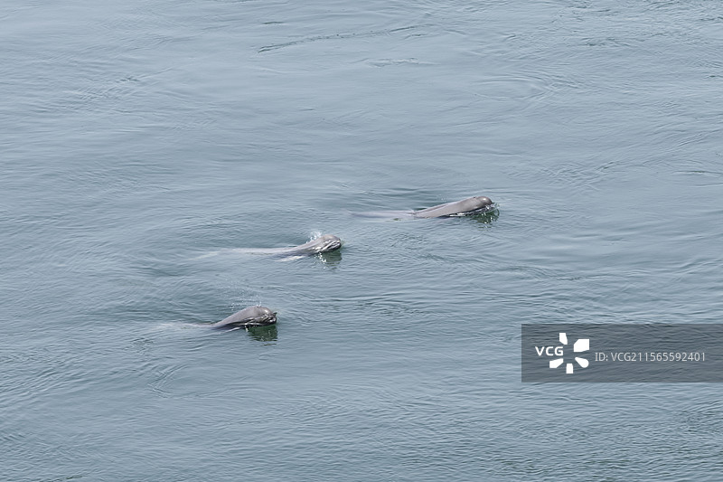 宜昌：长江江豚一家三口同游长江图片素材