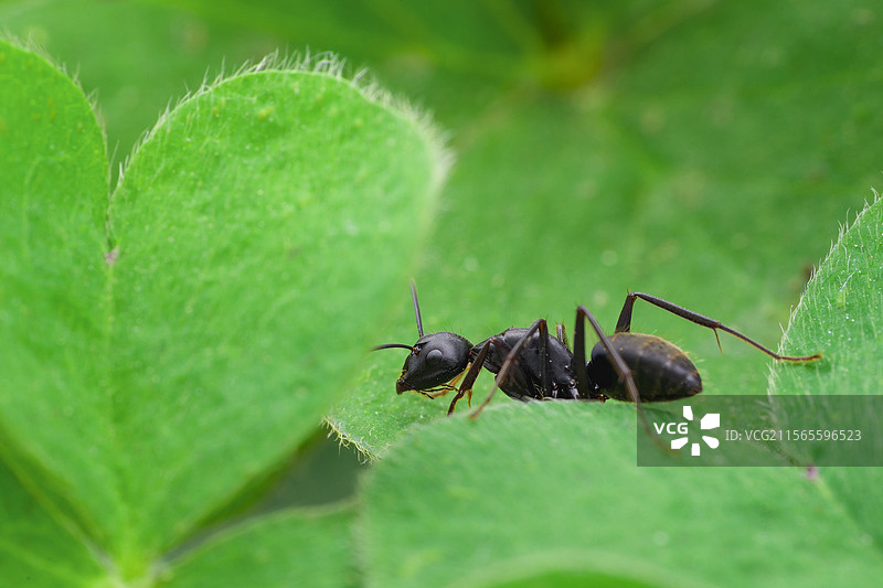 蚂蚁图片素材