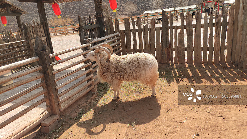 兰州水墨丹霞的羊羊图片素材