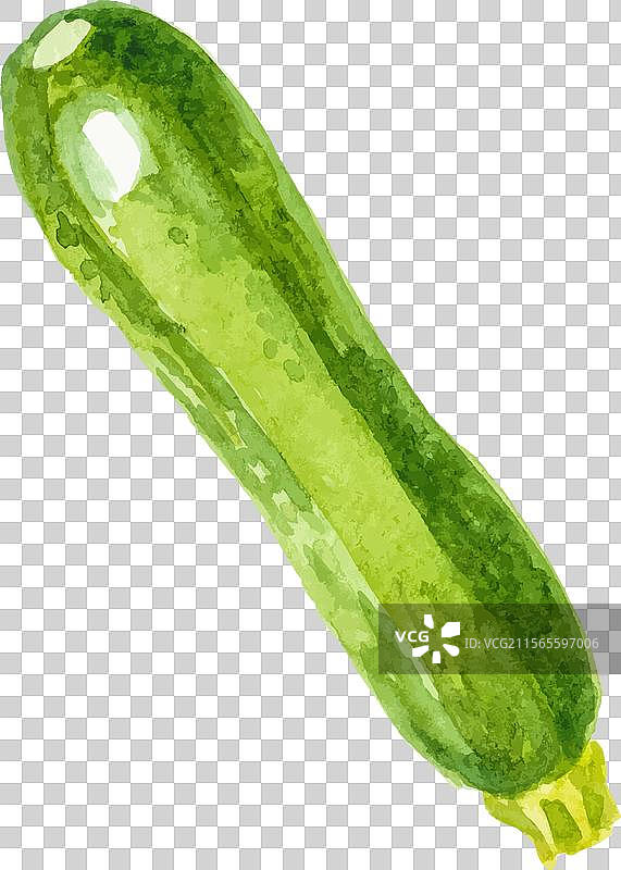 水彩画的手绘西葫芦新鲜食材图片素材