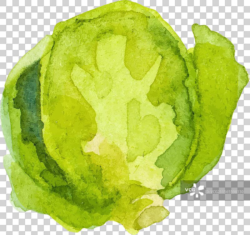 手绘水彩布鲁塞尔芽菜图片素材