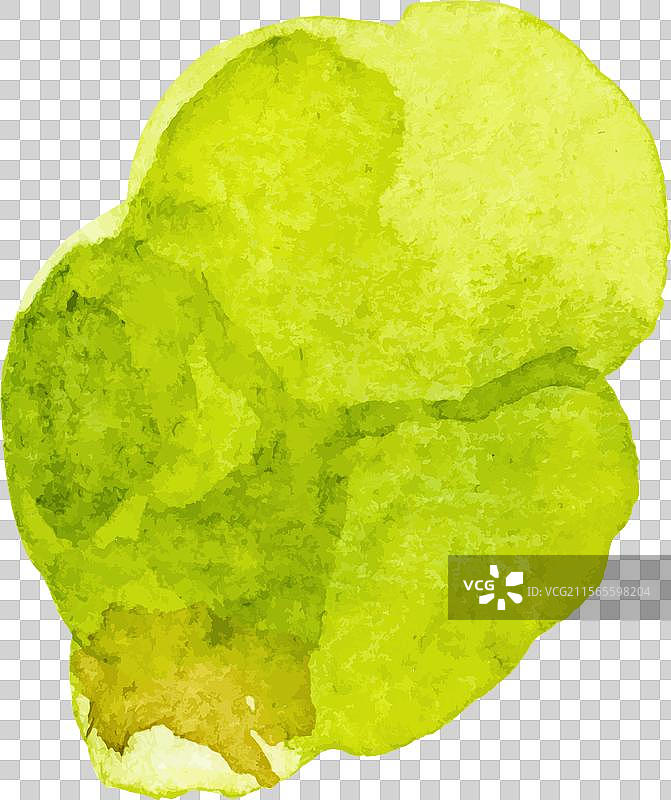 手绘水彩布鲁塞尔芽菜图片素材