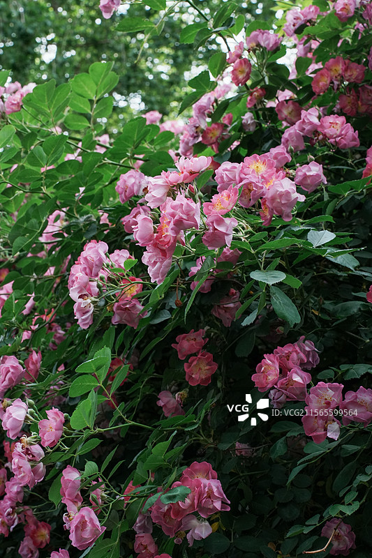 北京奥森公园粉色蔷薇花图片素材