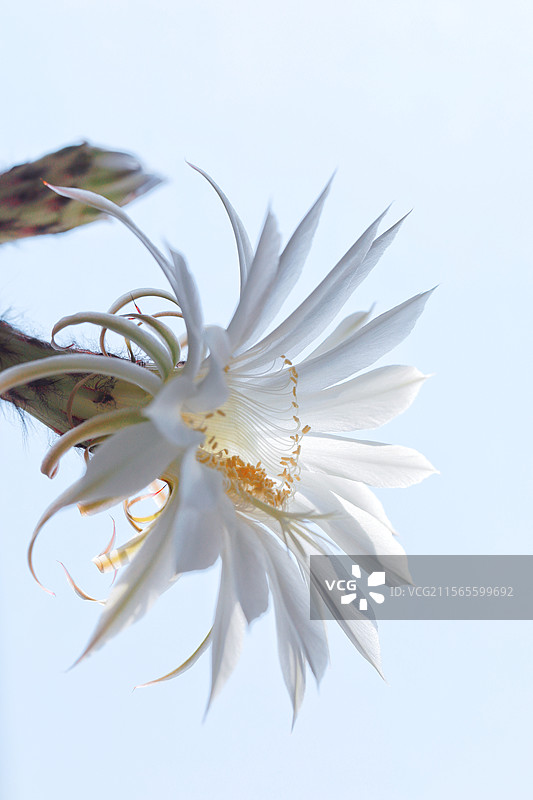 仙人球花图片素材