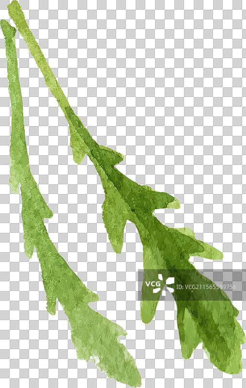 水彩画的叶子手绘新鲜食物图片素材