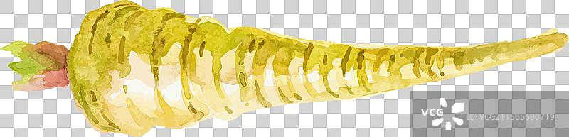 水彩画的手绘欧洲防风根新鲜食品图片素材