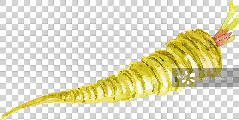 水彩画的手绘欧洲防风根，新鲜食材图片素材