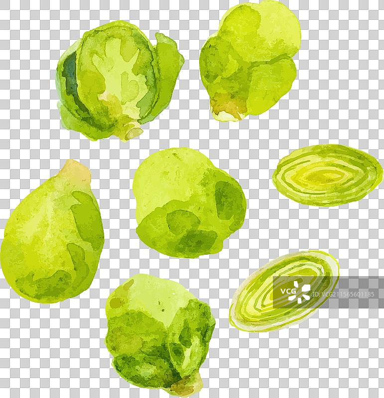 手绘水彩布鲁塞尔芽菜图片素材