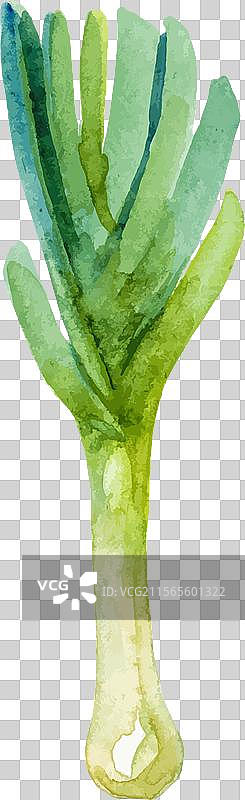 水彩画的手绘大葱新鲜食材图片素材