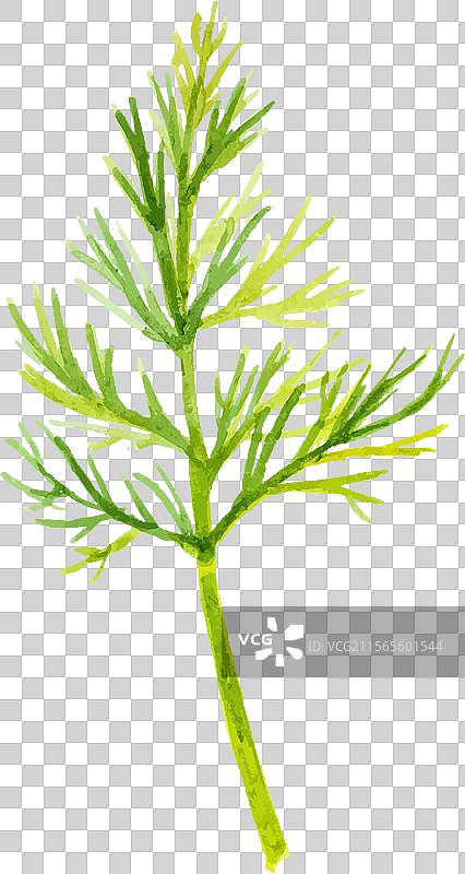 水彩画风格的莳萝手绘新鲜食材图片素材