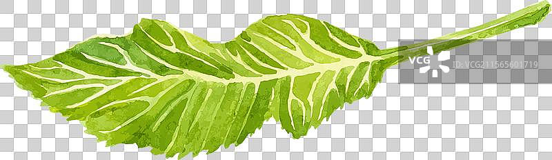 水彩画的沙拉 手绘新鲜食物图片素材