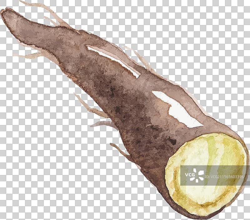 水彩画手绘的黑色牛蒡根图片素材