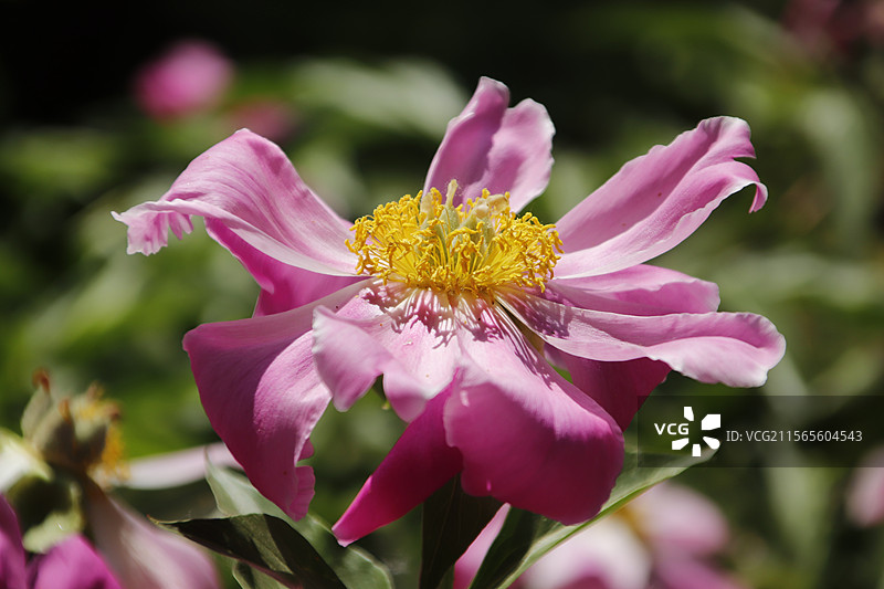 芍药花图片素材