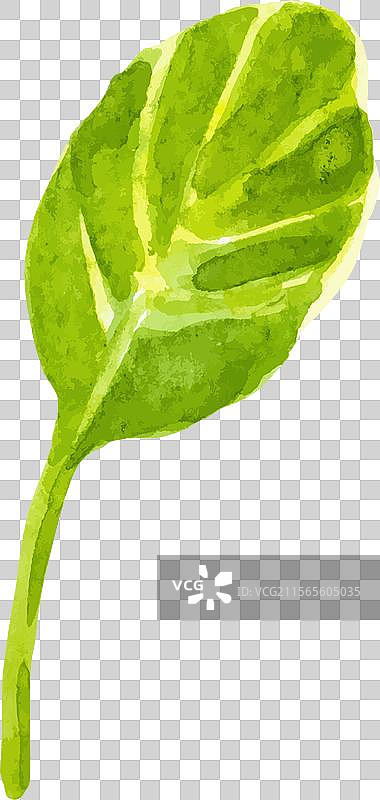水彩画的手绘叶子新鲜食物图片素材