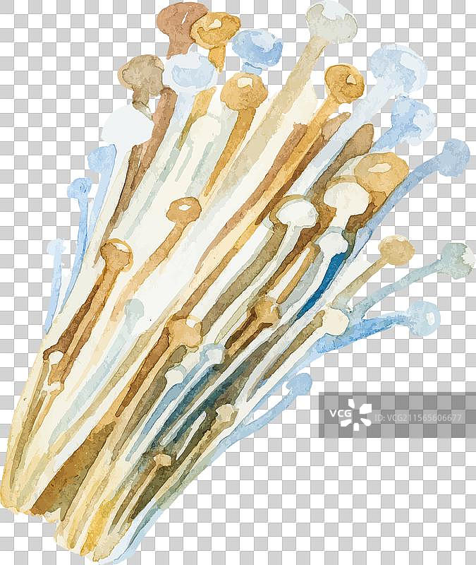 手绘水彩画的金针菇图片素材