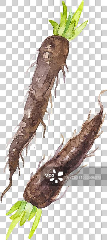 水彩画手绘的黑色牛蒡根图片素材