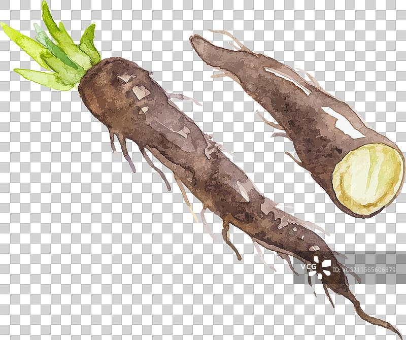 水彩画手绘的黑色牛蒡根图片素材