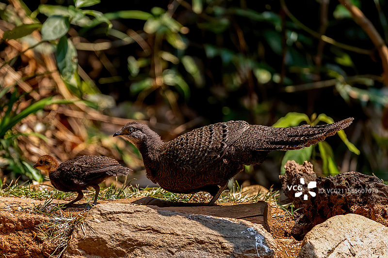 灰孔雀雉和它的幼鸟图片素材