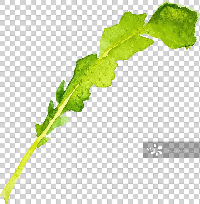 水彩画的手绘叶子新鲜食物图片素材