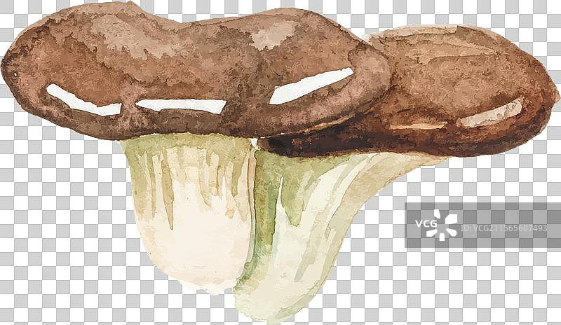 手绘水彩蘑菇图片素材