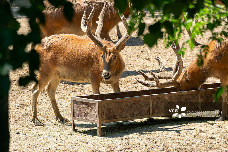 北京南海子公园里的麋鹿正在吃食槽里的食物特写图片素材