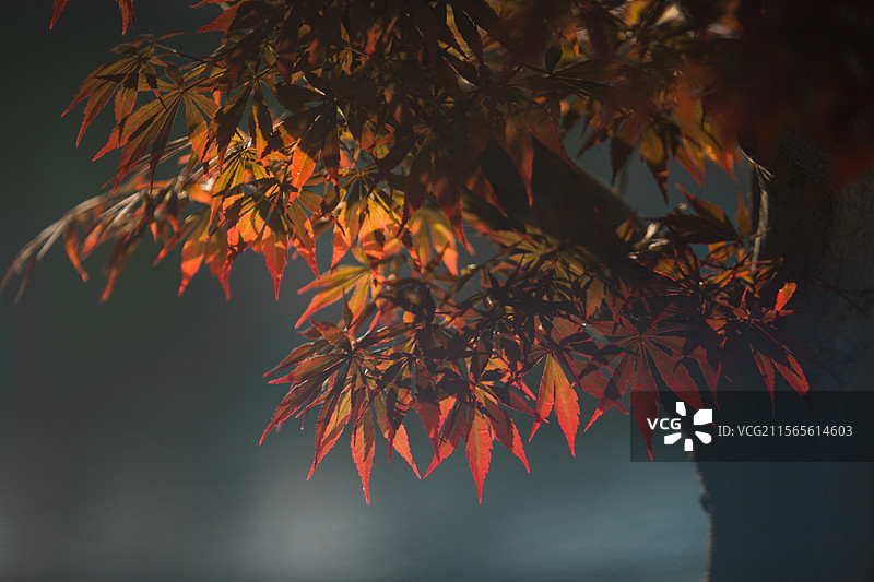 秋日蓝天黄昏湖面红色枫叶倒影图片素材