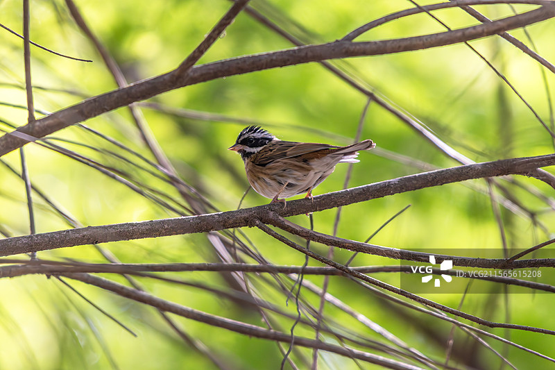 白眉鹀栖息在树上的特写镜头图片素材