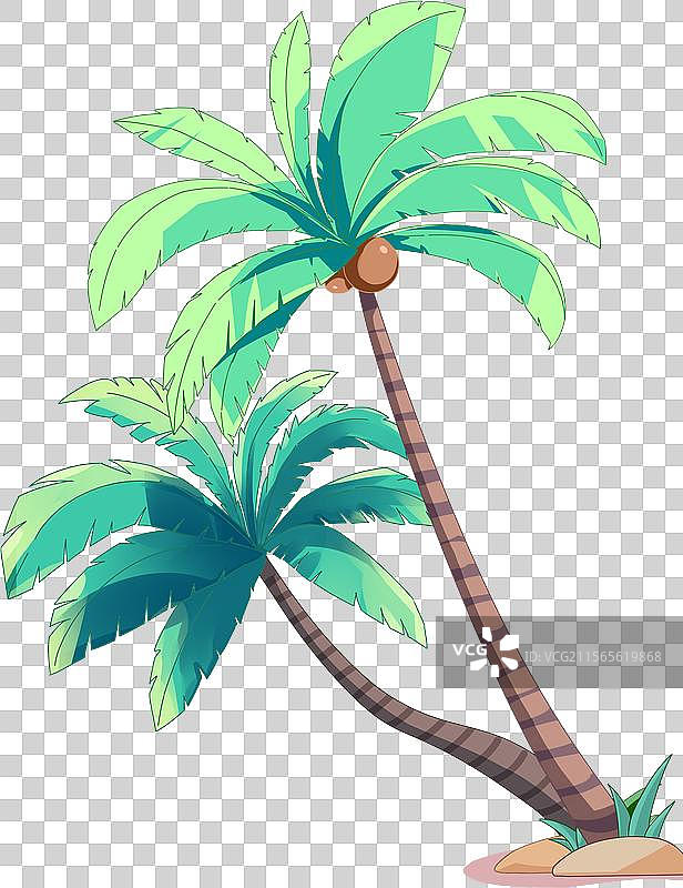 两颗椰子树图片素材