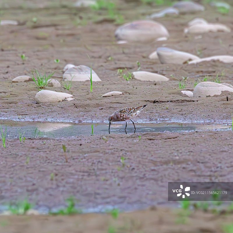 弯嘴滨鹬图片素材