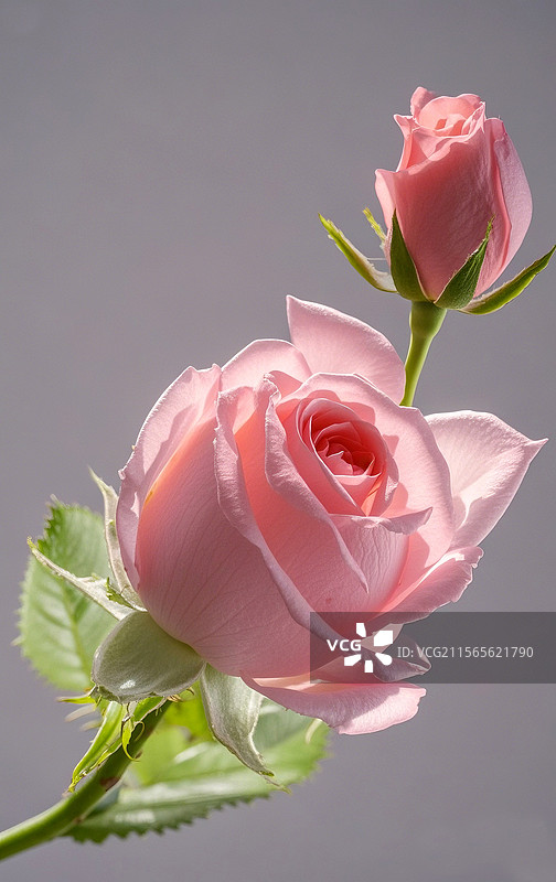 粉色玫瑰花图片素材