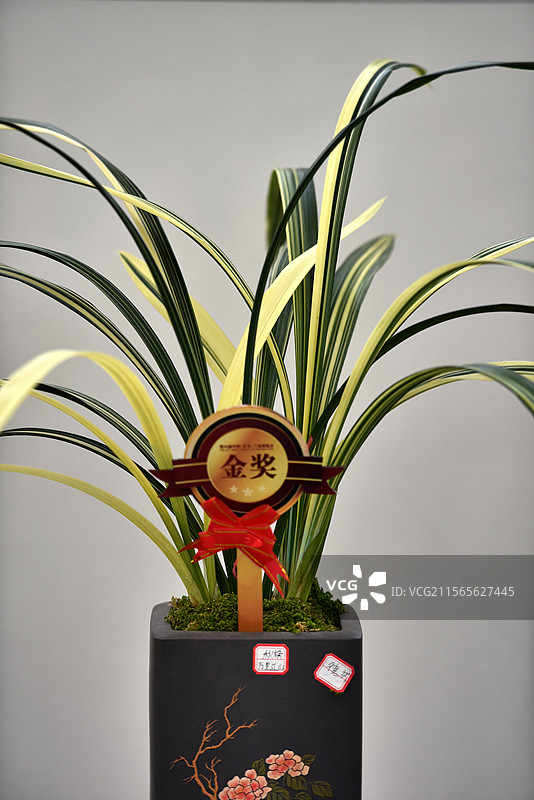 第32届中国（长安）兰花博览会金奖作品图片素材